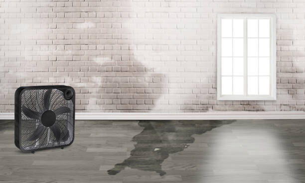 Best Water damage contractors near me  in Marysville, OH